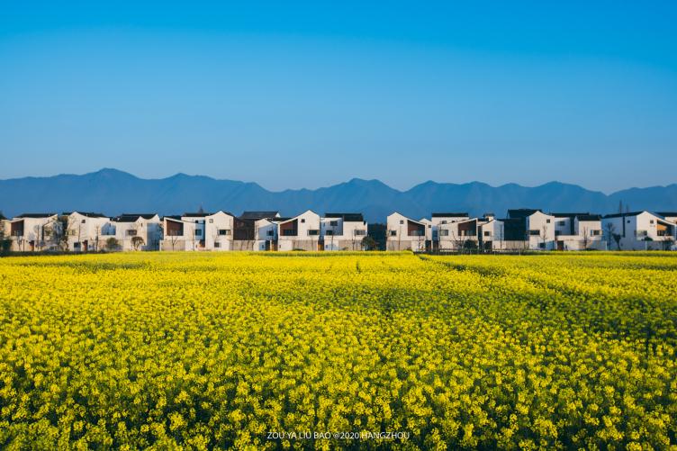 东梓关油菜花图片