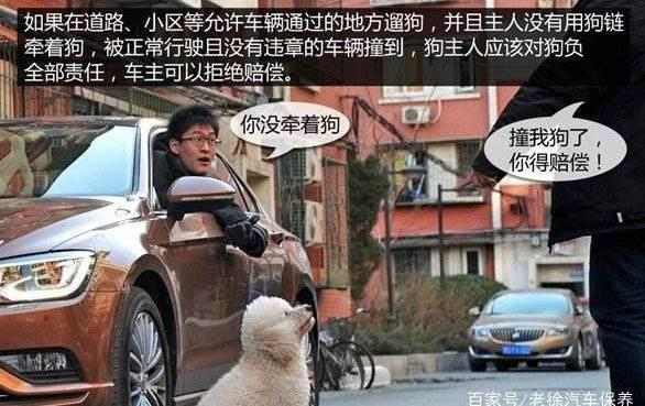 建議:開車的時候不小心撞倒小狗,小貓等動物的時候,不管旁邊是否有人