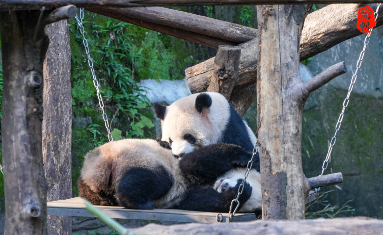 重慶動物園是重慶最早的城市公園,因位於西面,以前叫西區公園,1953年