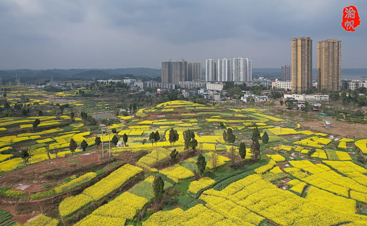 重庆潼南有条鲜花大道两旁全是金色的油菜花田遍地流金惹人醉