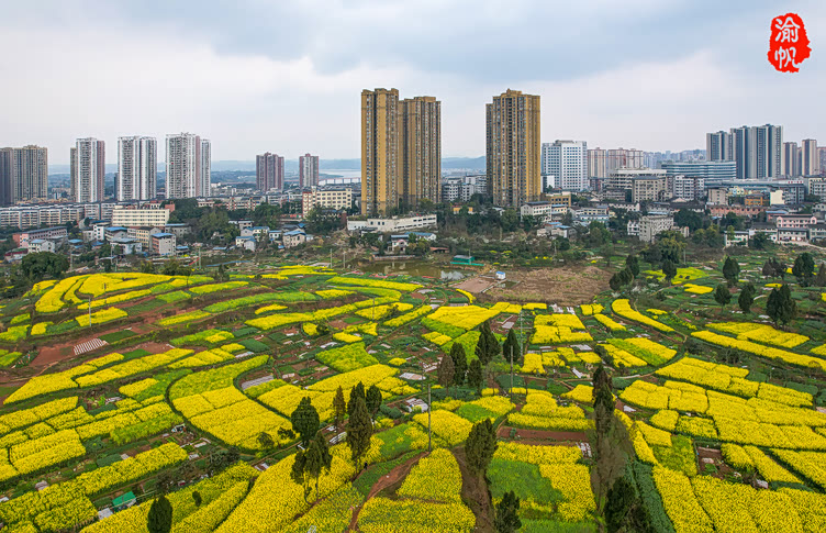 重庆潼南有条鲜花大道两旁全是金色的油菜花田遍地流金惹人醉